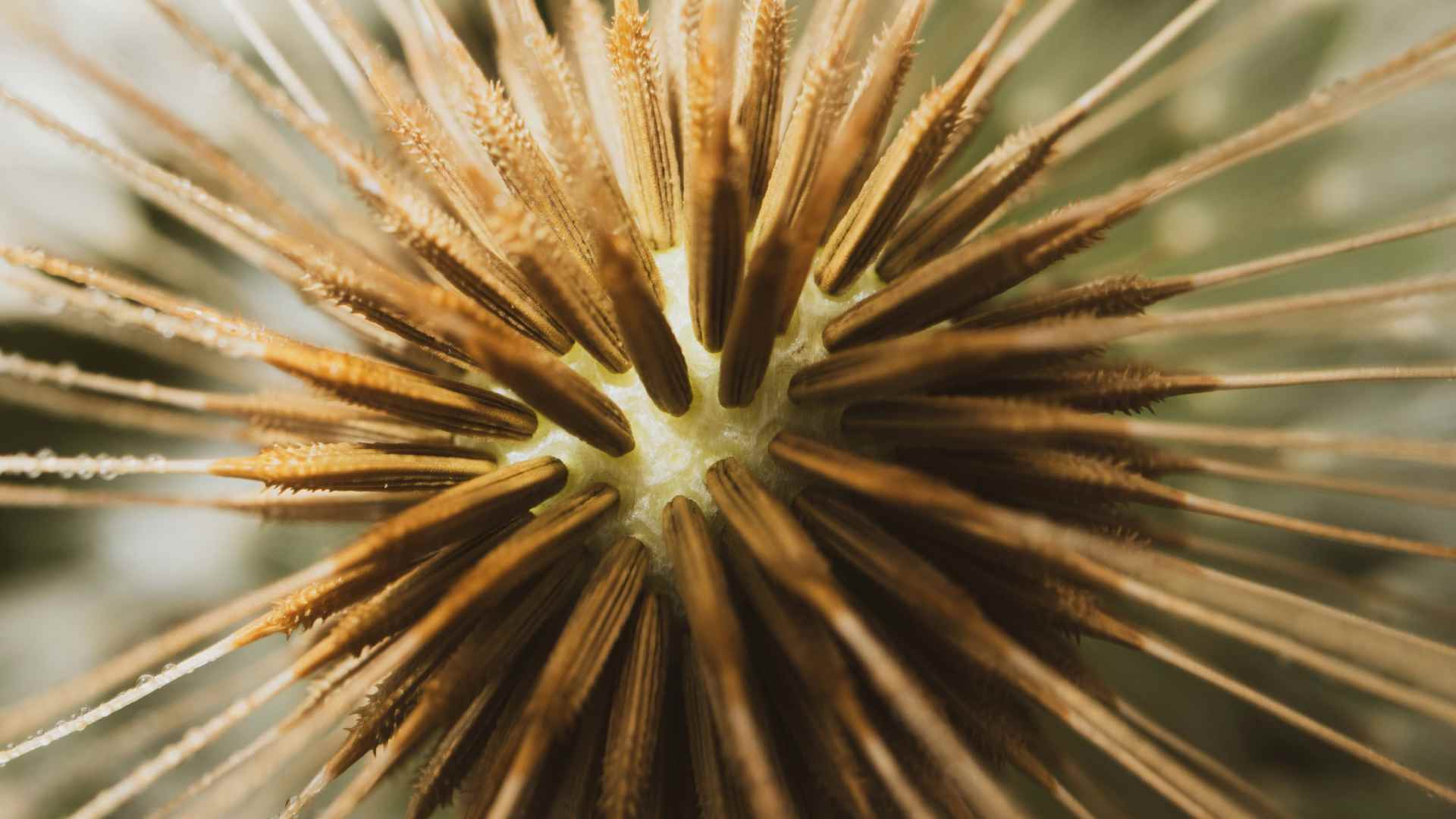 Desarrollan fórmula para erizos de mar en Florida con fines de restauración de arrecifes