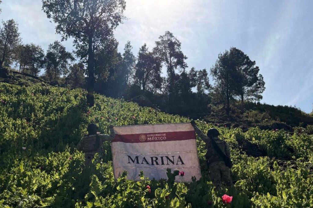 Marina destruye 34 plantíos de amapola en Nayarit