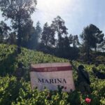 Marina destruye 34 plantíos de amapola en Nayarit