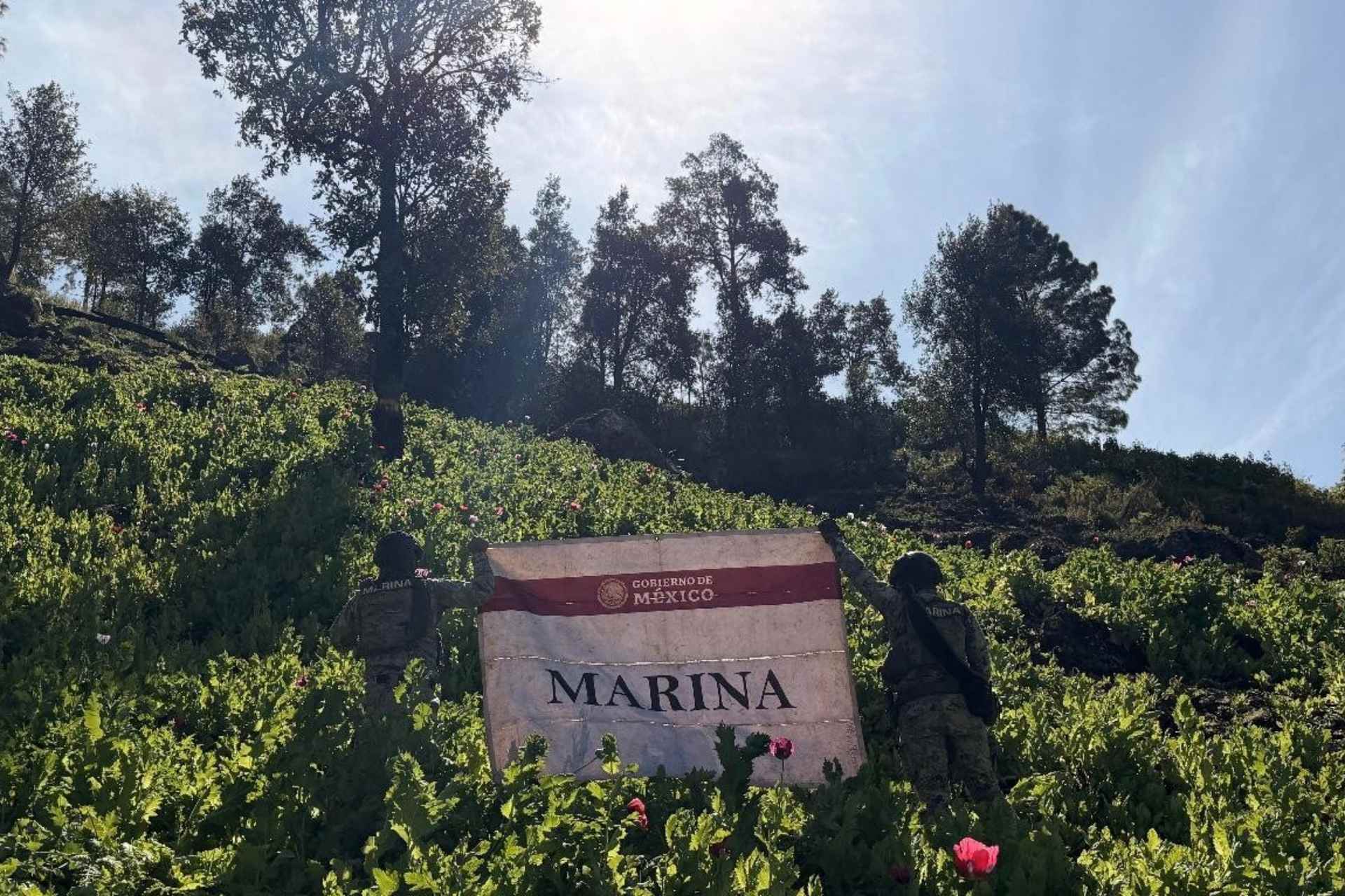 Marina destruye 34 plantíos de amapola en Nayarit