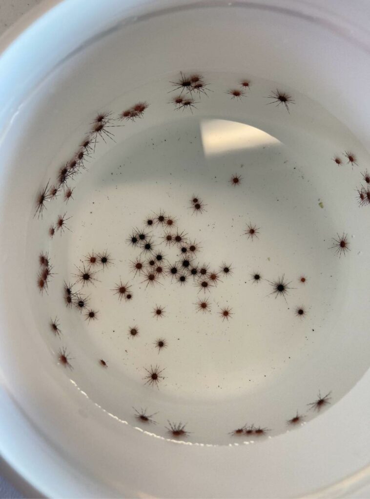 Desarrollan fórmula para erizos de mar en Florida con fines de restauración de arrecifes - f934a80cae515f10983d7199e9150866b8649519w-758x1024