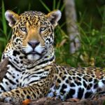 Implementan “estrategias” para la protección del jaguar en el sureste de México