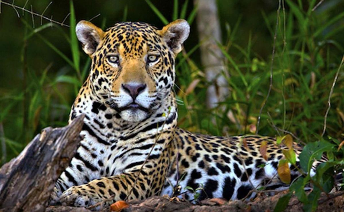 Implementan “estrategias” para la protección del jaguar en el sureste de México