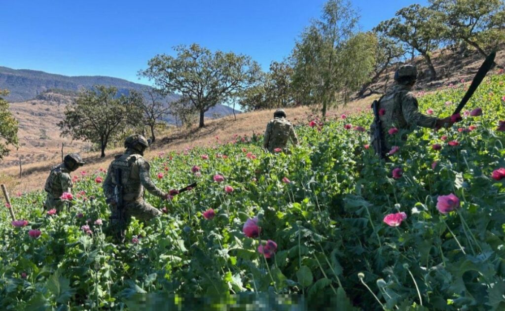 Marina erradica 34 plantíos de amapola en Nayarit