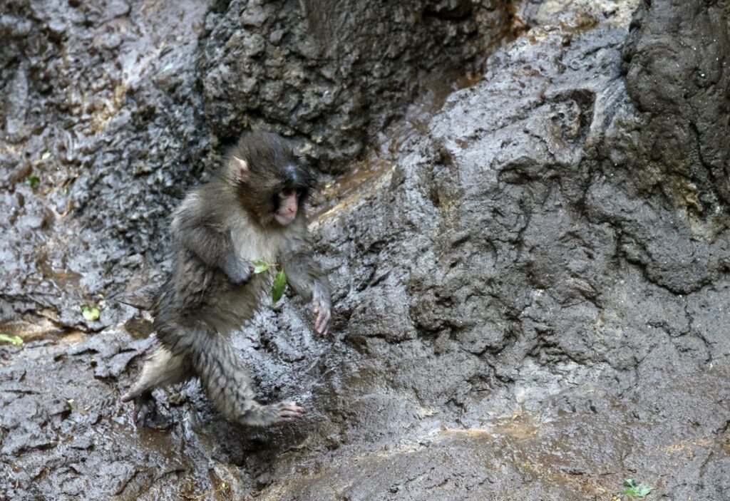 Organización pide trasladar al mono Punch a un santuario; afirma que el animal sufre un trauma
