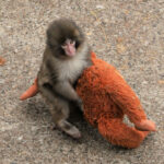 El mono Punch y su inseparable peluche conquistan Japón y las redes sociales