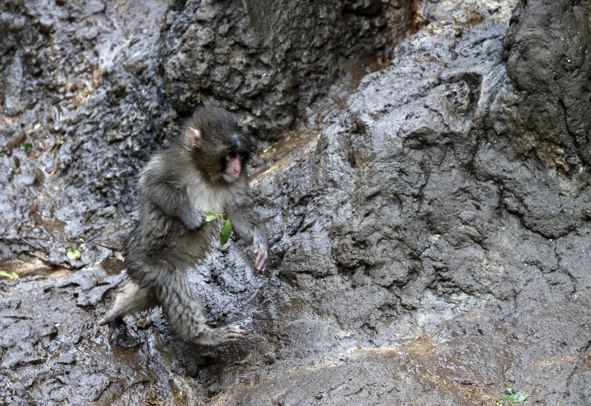 Organización pide trasladar al mono Punch a un santuario; afirma que el animal sufre un trauma