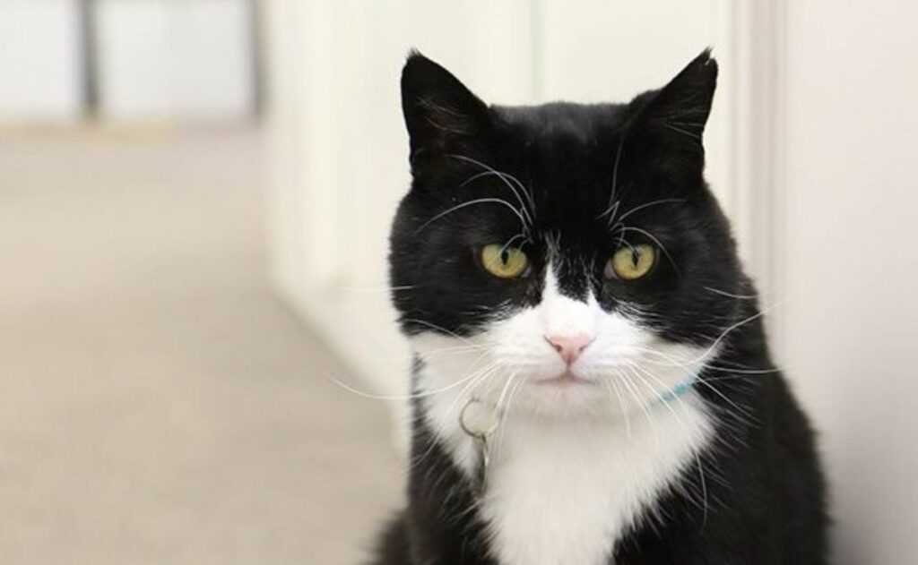 Murió el gato Palmerston, ex jefe ratonero de Gran Bretaña