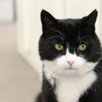 Murió el gato Palmerston, ex jefe ratonero de Gran Bretaña