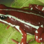 Una rana del sur de Ecuador y del norte de Perú en el centro del caso de Alexéi Navalni