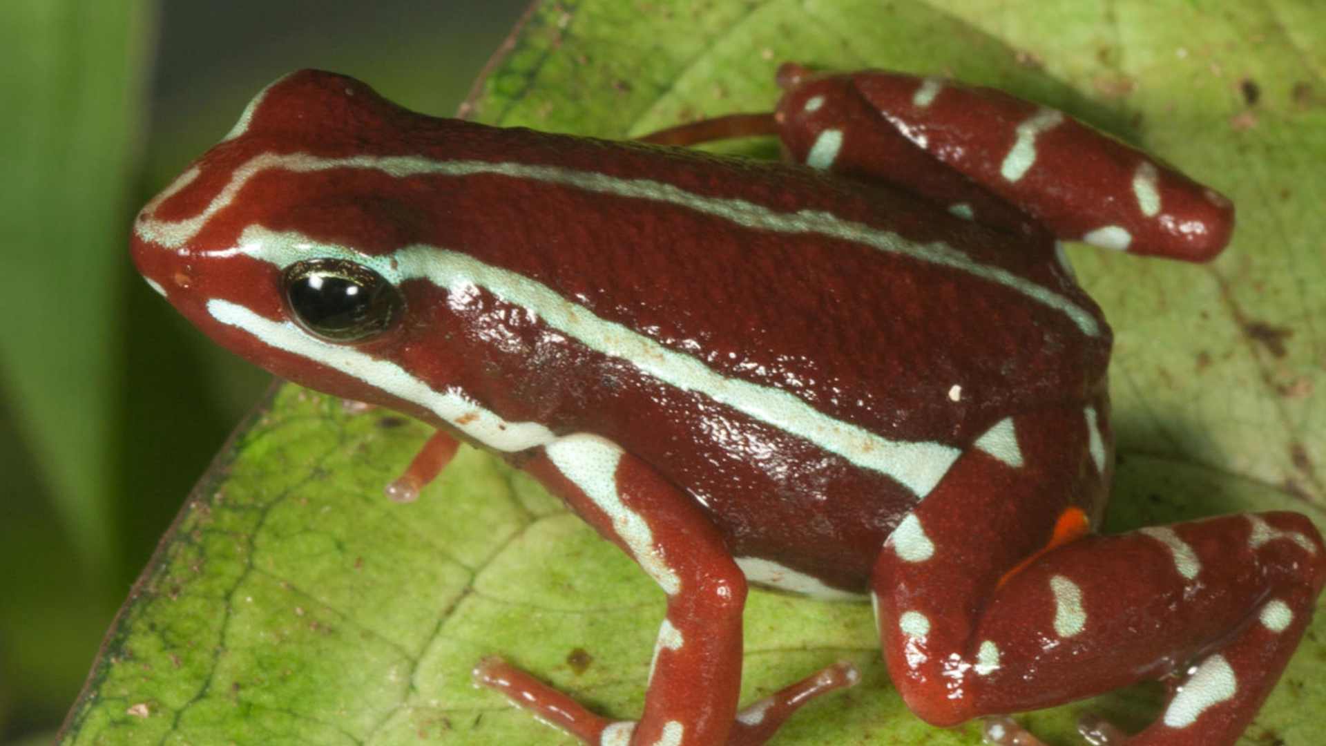 Una rana del sur de Ecuador y del norte de Perú en el centro del caso de Alexéi Navalni