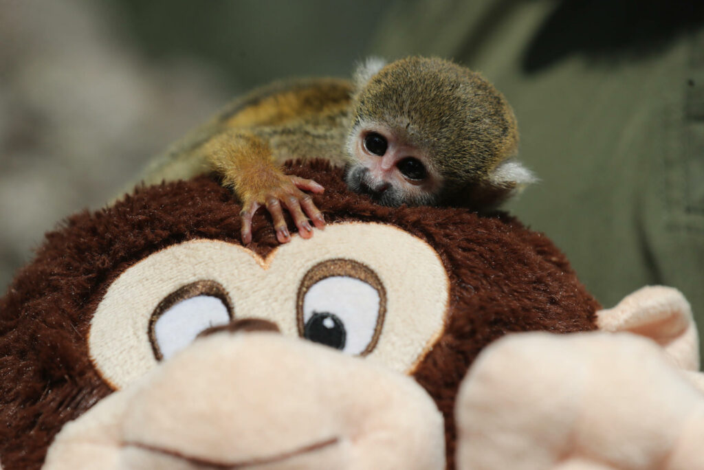 Bautizan como el Punch peruano a mono rescatado del tráfico de animales en la Amazonía - 02ceeacaef5ed3180e669ca8f9eb33bca985af51w-1024x684