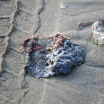 Detectan tres fuentes de hidrocarburos en costas de Veracruz y Tabasco: un vertimiento ilegal y dos emanaciones naturales