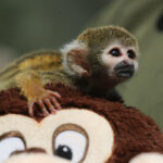 Bautizan como el Punch peruano a mono rescatado del tráfico de animales en la Amazonía