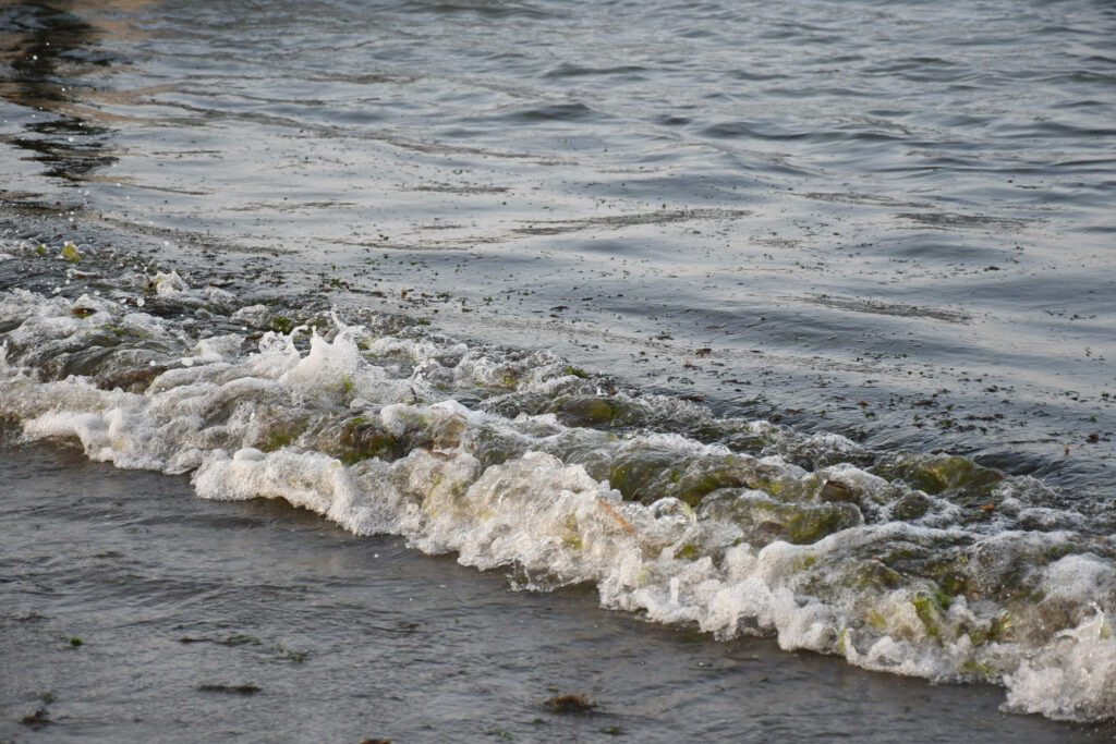 Derrame de hidrocarburo en el Golfo: Anuncian apoyos a pescadores por 35 mdp y 128 toneladas de residuos recolectados