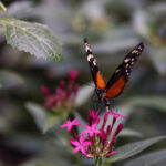 México pone en marcha sistema de rastreo de mariposa monarca para estudiar desplazamiento