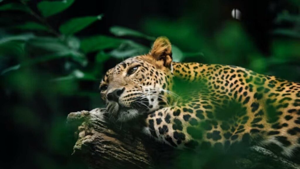 Registran por vez primera la presencia del jaguar en la Sierra Gorda de Guanajuato