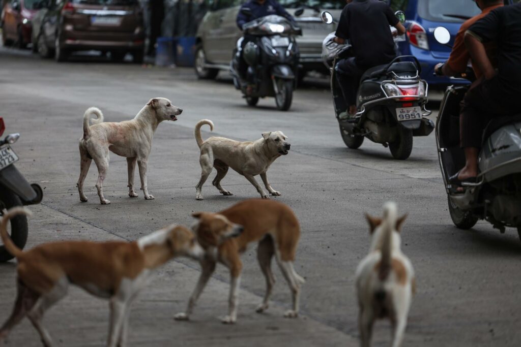 Masivo rescate de perros y gatos en Los Ángeles apunta a ser al mayor caso en EE.UU.