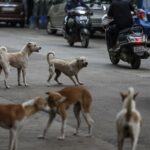 Masivo rescate de perros y gatos en Los Ángeles apunta a ser al mayor caso en EE.UU.