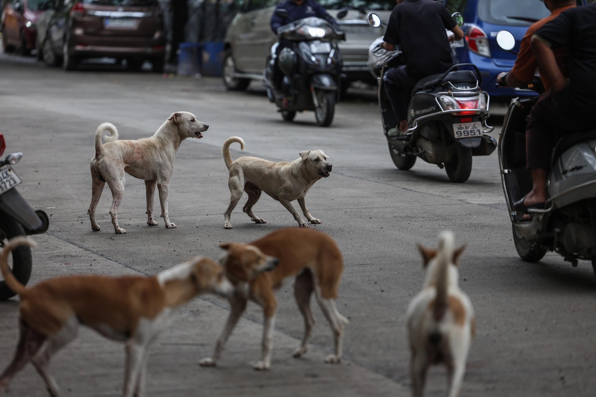 Masivo rescate de perros y gatos en Los Ángeles apunta a ser al mayor caso en EE.UU.