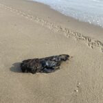 Hidrocarburo por derrame en Tabasco llega a Tamaulipas