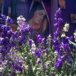 Guanajuato celebra el tradicional Día de las Flores 2026 - img-8348-150x150