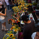 Guanajuato celebra el tradicional Día de las Flores 2026 - img-8430-150x150