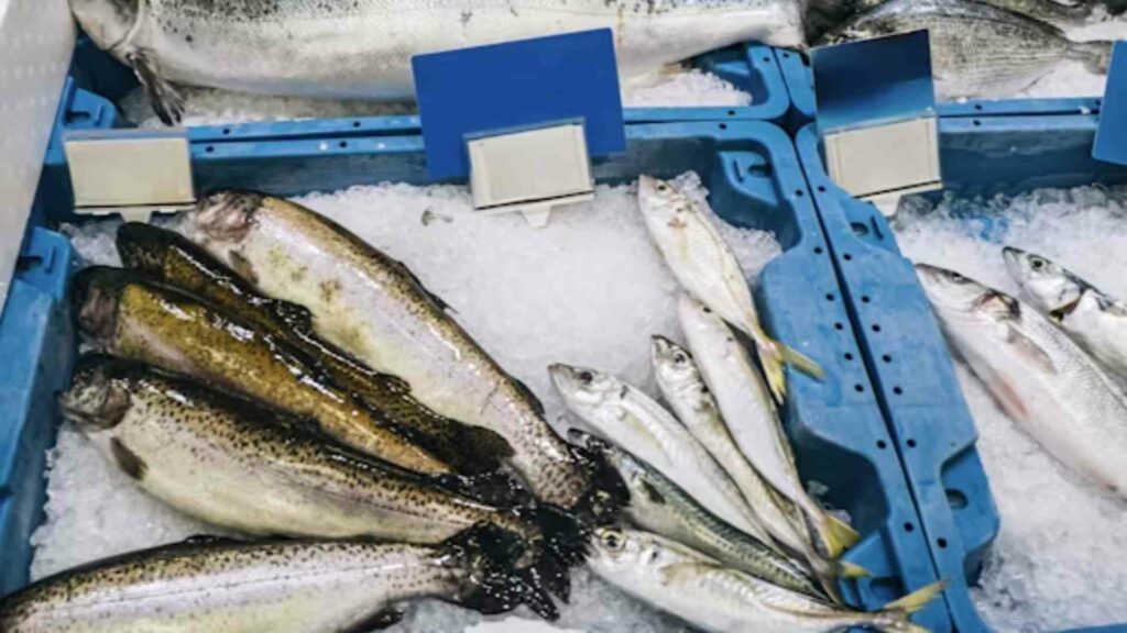 México alcanza 38 % de fraude en venta de pescado y duplica promedio global, según estudio - mexico-alcanza-38-de-fraude-en-venta-de-pescado-y-duplica-promedio-global-segun-estudio-1024x576