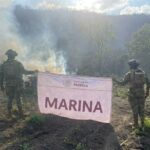 Marina quema plantío con más de 22 mil plantas de mariguana en Michoacán