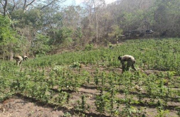 Marina quema plantío con más de 22 mil plantas de mariguana en Michoacán - michoacan