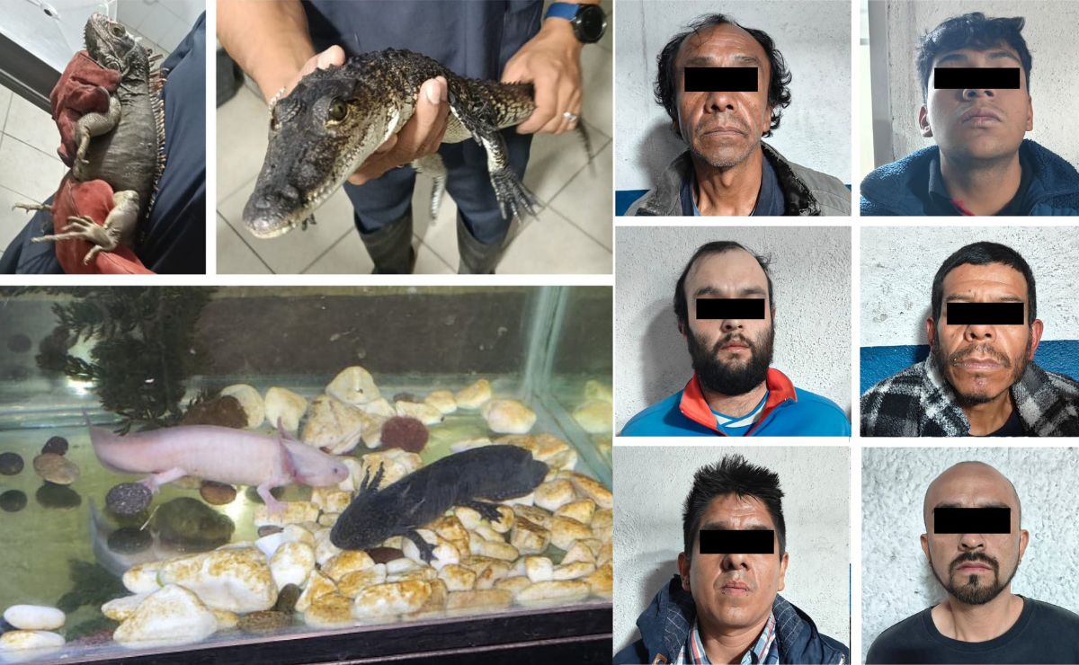 Detienen a narcomenudistas en CDMX; tenían un cocodrilo, ajolotes y una iguana Detienen a narcomenudistas en CDMX; tenían un cocodrilo, ajolotes y una iguana