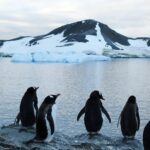 Costa de la Antártida perdió más 12 mil 800 kilómetros cuadrados de hielo en 30 años