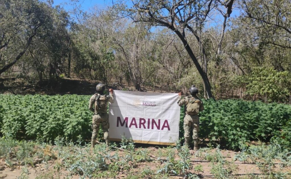 Marina destruye plantíos de mariguana e incauta 4 mil litros de precursores químicos en Sinaloa
