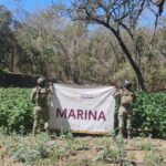 Marina destruye plantíos de mariguana e incauta 4 mil litros de precursores químicos en Sinaloa