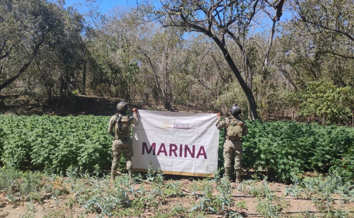 Marina destruye plantíos de mariguana e incauta 4 mil litros de precursores químicos en Sinaloa Marina destruye plantíos de mariguana e incauta 4 mil litros de precursores químicos en Sinaloa