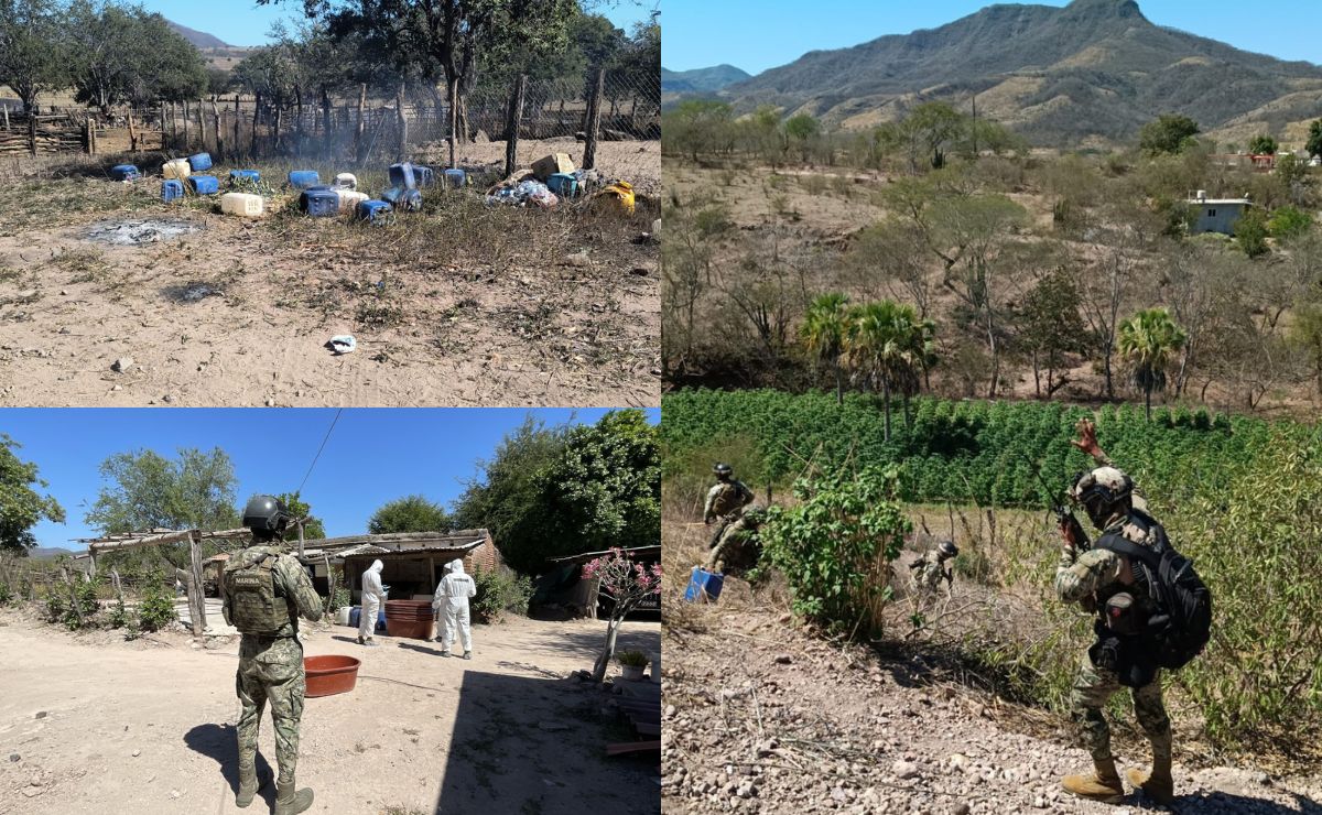 Marina destruye plantíos de mariguana e incauta 4 mil litros de precursores químicos en Sinaloa - plantio-y-bodega-de-precursores-quimicos-asegurados-en-sinaloa