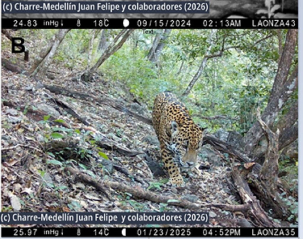 Registran por primera vez la presencia del jaguar en la Sierra Gorda de Guanajuato - registran-por-vez-primera-la-presencia-del-jaguar-en-la-sierra-gorda-de-guanajuato-1024x808