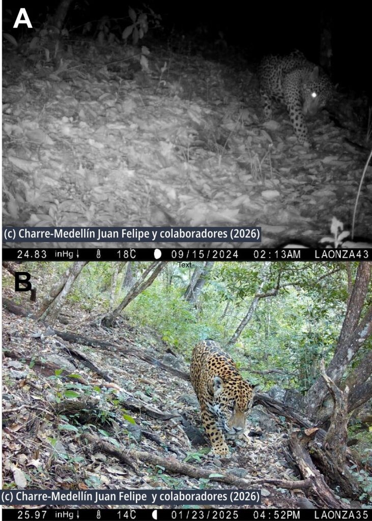 Registran por primera vez la presencia del jaguar en la Sierra Gorda de Guanajuato - registran-por-vez-primera-la-presencia-del-jaguar-en-la-sierra-gorda-de-guanajuato-2-731x1024