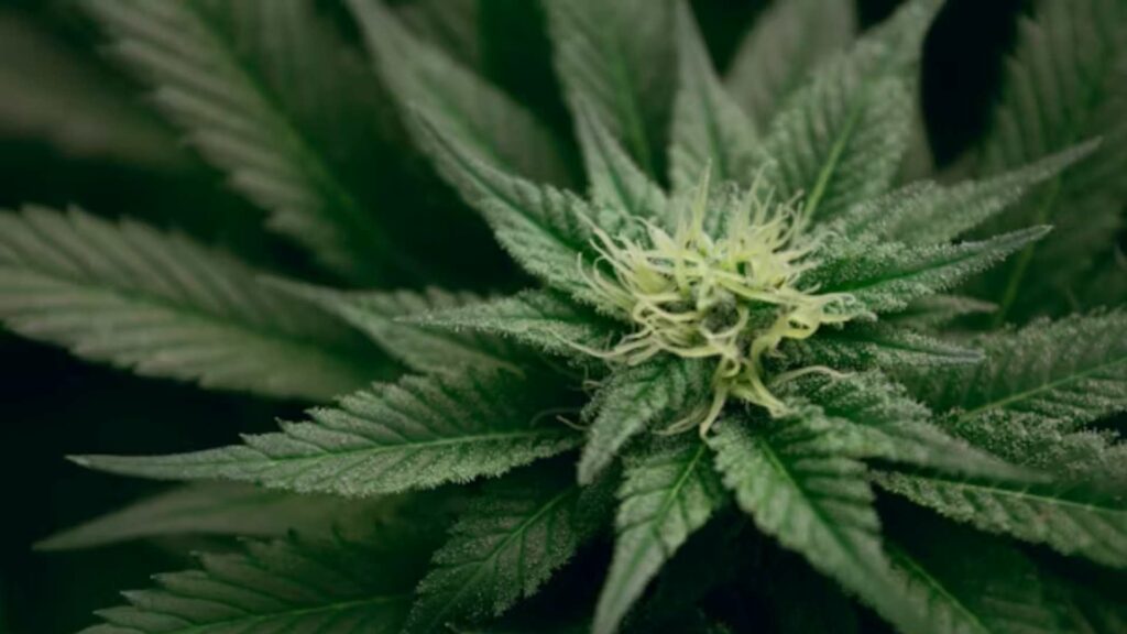 Sin pruebas de que el cannabis medicinal sea eficaz para la depresión o la ansiedad - sin-pruebas-de-que-el-cannabis-medicinal-sea-eficaz-para-la-depresion-o-la-ansiedad-1-1024x576