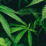 Sin pruebas de que el cannabis medicinal sea eficaz para la depresión o la ansiedad