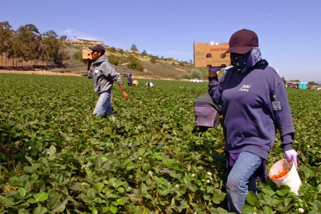 Trump permite más trabajadores agrícolas extranjeros, pero rebaja hasta 32 % sus sueldos
