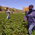 Trump permite más trabajadores agrícolas extranjeros, pero rebaja hasta 32 % sus sueldos