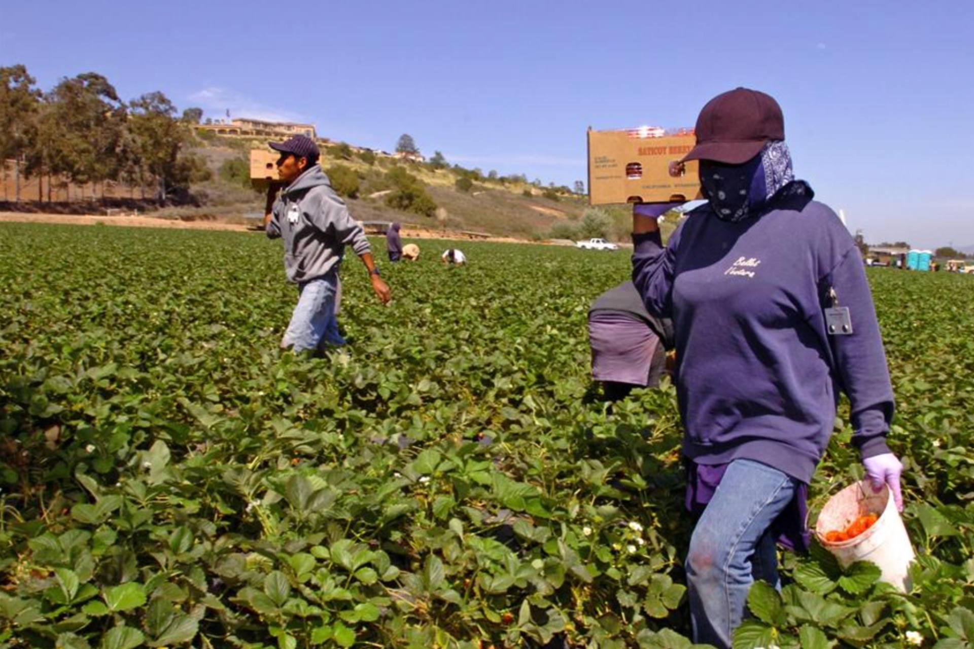 Trump permite más trabajadores agrícolas extranjeros, pero rebaja hasta 32 % sus sueldos