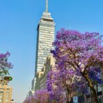El inicio de la primavera pinta de color violeta las calles de CDMX