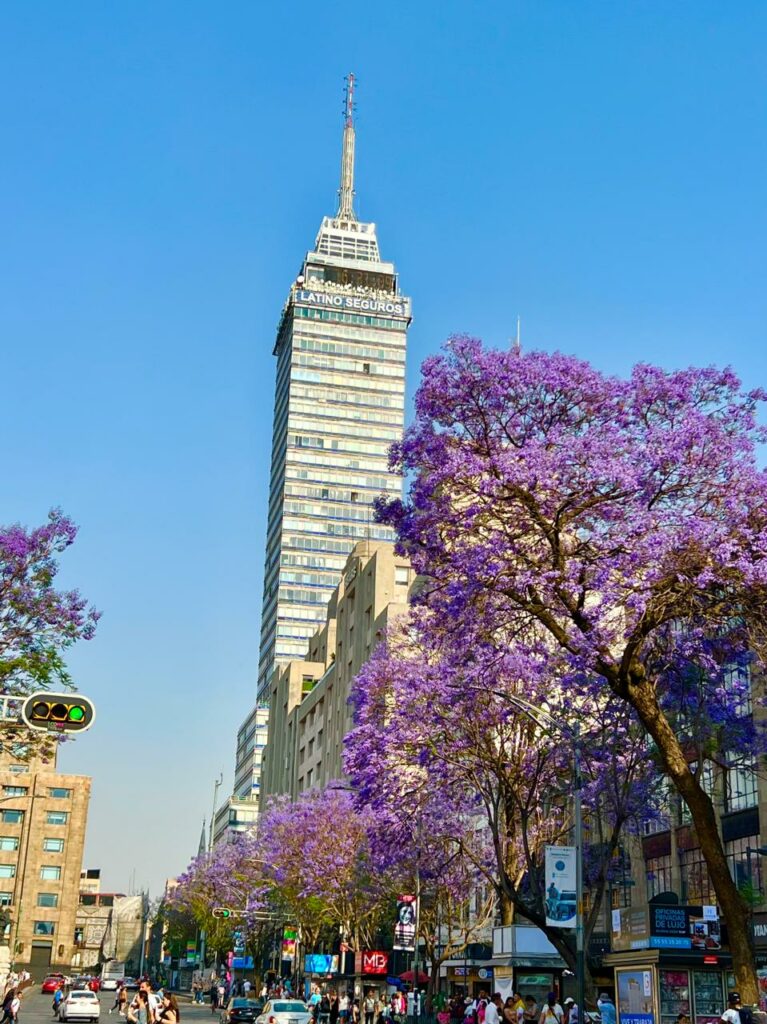 El inicio de la primavera pinta de color violeta las calles de CDMX