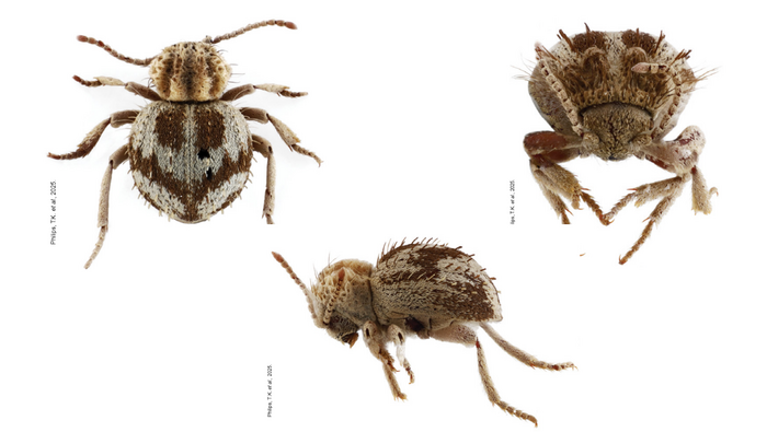 Descubren una nueva especie de 'escarabajo araña' en reserva de la costa sur de Perú - 1384462-ica-descubren-nueva-especie-de-escarabajo-en-la-reserva-nacional-san-fernando