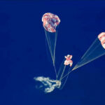 Ameriza en el Pacífico la cápsula tripulada de Artemis II