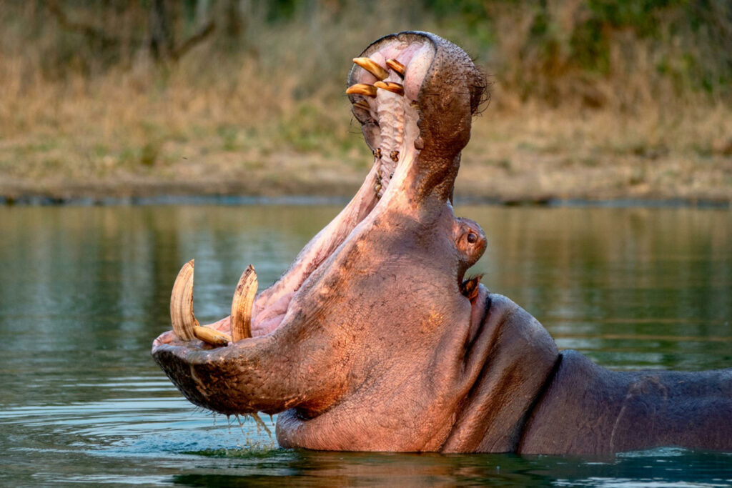 Un capricho de Pablo Escobar lleva a Colombia a optar por la eutanasia de hipopótamos