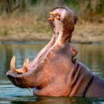 Un capricho de Pablo Escobar lleva a Colombia a optar por la eutanasia de hipopótamos