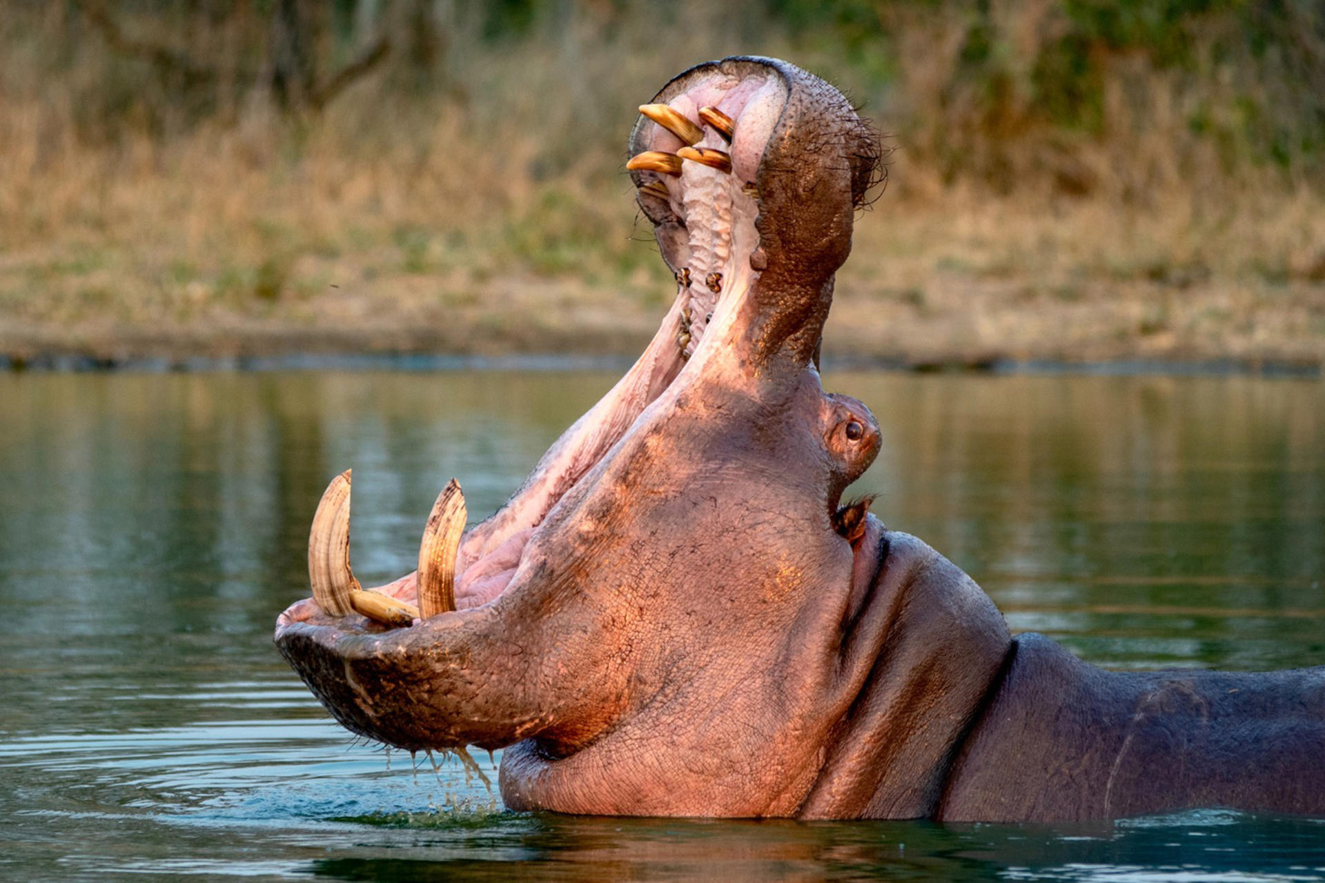 Un capricho de Pablo Escobar lleva a Colombia a optar por la eutanasia de hipopótamos Un capricho de Pablo Escobar lleva a Colombia a optar por la eutanasia de hipopótamos